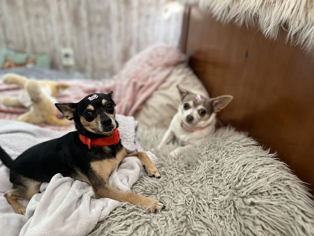 SPOILED ROTTEN PET GROOMING Updated September 2024 27 Photos 211