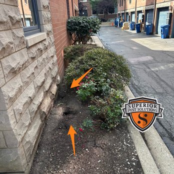 Superior Pest Solutions - Don't let rodents destroy your landscape. This is what it will look like when rodents start nesting in your property. - Pest Control Near Me - Chicago, Illinois Superior Pest Solutions - Don't let rodents destroy your landscape. This is what it will look like when rodents start nesting in your property. - Pest Control Near Me - Chicago, Illinois