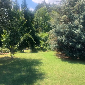 Daisy Tree Services - a view of the back yard - Tree Services Near Me Daisy Tree Services - a view of the back yard - Tree Services Near Me