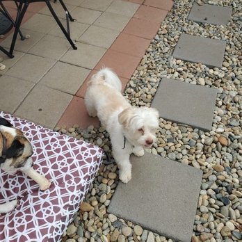 Precious Pet Care - Pet Sitting Near Me - San Diego, California