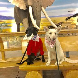 Lorenzo's Dog Training Team - At Cabellas training