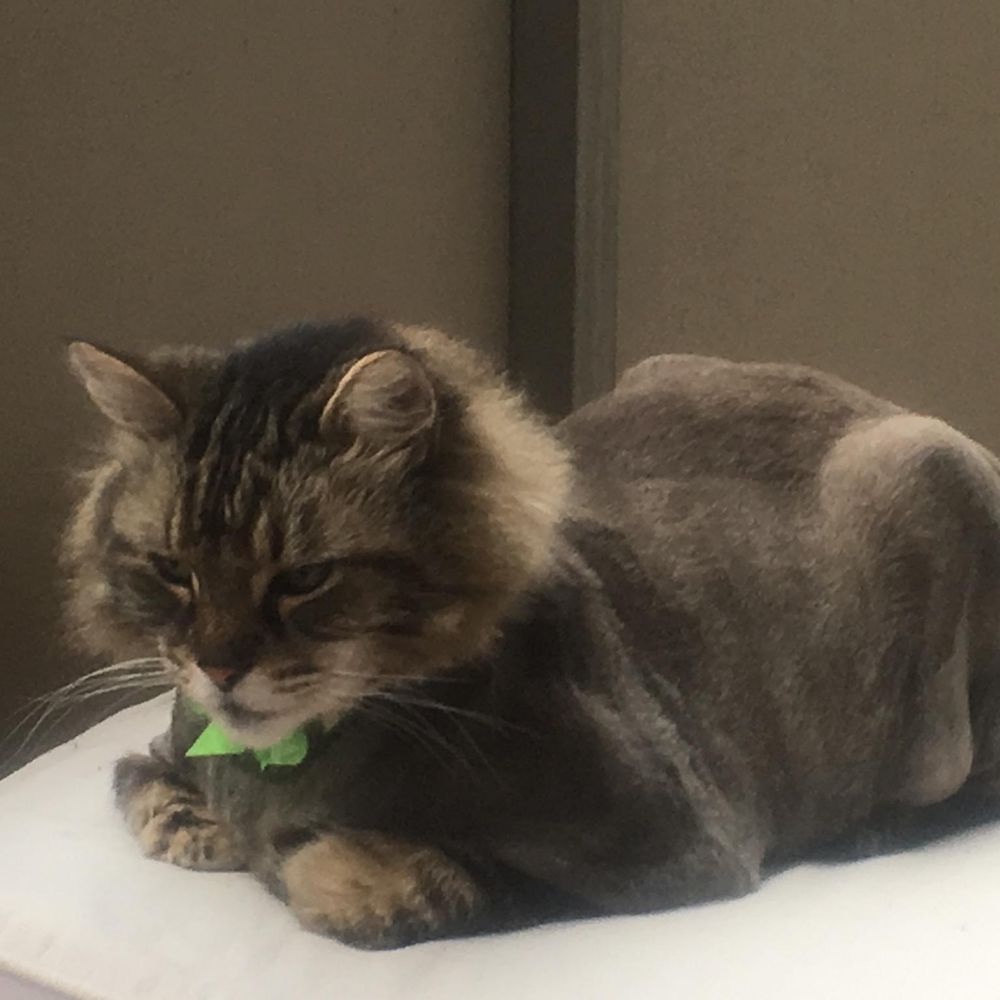CREATURE COMFORTS CAT STYLING SALON Updated March 2024 Lakewood, Ohio Pet Groomers Phone