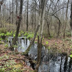 Great Swamp Outdoor Education Center - Swamp
