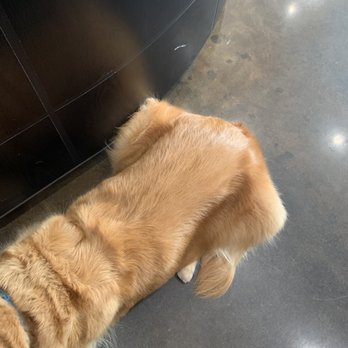 Collar & Comb - Clean and trim - Pet Groomers Near Me - Los Angeles, California