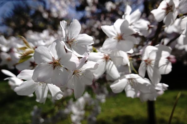 Japanese Tea Garden by null