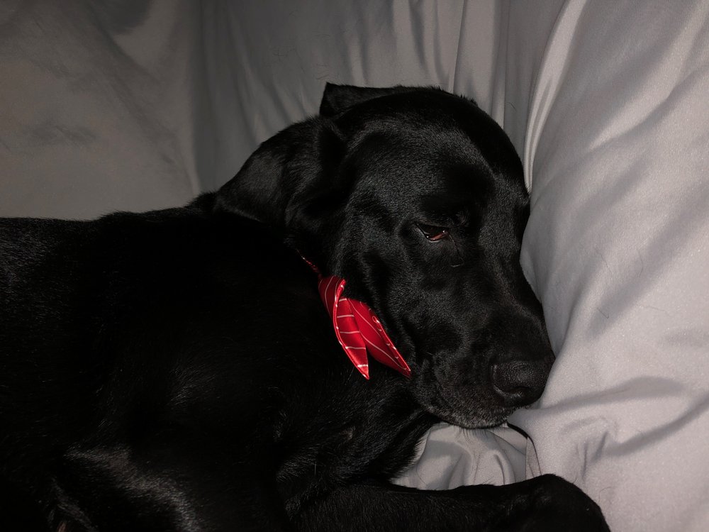 TRECHIEN DOG SPA Updated August 2024 16 Photos Jonesboro,