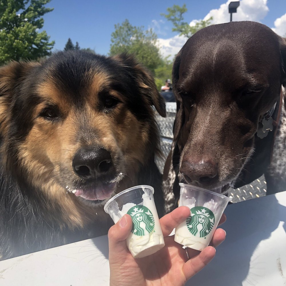 Puppichinos Puppichinos