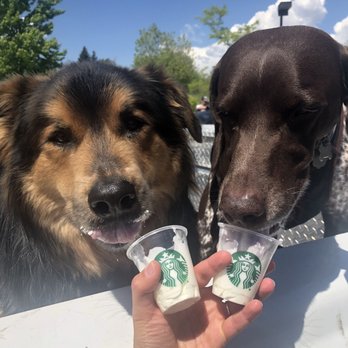 Starbucks - Puppichinos - Coffee & Tea Near Me - Littleton, Colorado Starbucks - Puppichinos - Coffee & Tea Near Me - Littleton, Colorado