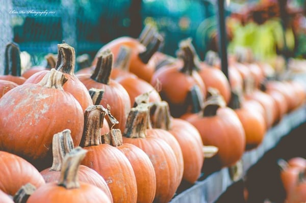 Westminster Nursery & Garden Center