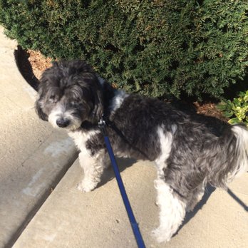 Superdog Dog Walking Services - Dog Walkers Near Me Superdog Dog Walking Services - Dog Walkers Near Me