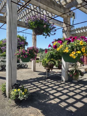 Blooming Junction Garden Center and Farm Market by null