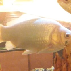 Judging by this fish's expression, I agree.