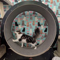 Toe Beans Cat Cafe