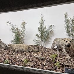 Mammoth Cave Wildlife Museum - Cheetah, snow leopard, leopard