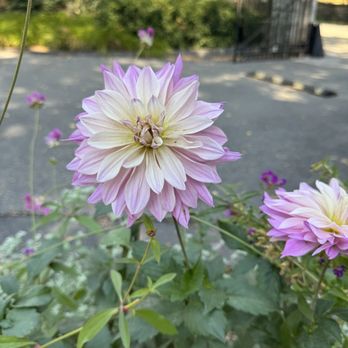 Wave Hill Public Garden - Flower - Venues & Event Spaces Near Me - Bronx, New York