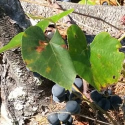 Grand Trunk Trail - Wild grapes along the trail.