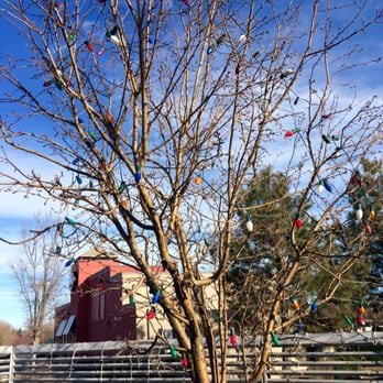 Zwei Brewing - I love this tree! - Breweries Near Me - Fort Collins, Colorado Zwei Brewing - I love this tree! - Breweries Near Me - Fort Collins, Colorado