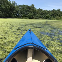 Mill Pond Park & Pond - Ewww, warm season algae bloom, actually explosion.