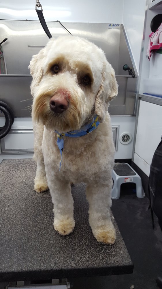 BUBBLES TO BOWS MOBILE PET GROOMING Updated October 2024 Meridian