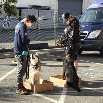 Cali K9 - Semi private training sessions - Pet Training Near Me - San Jose, California