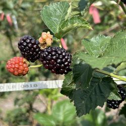 Wet Hammock Farm - On one branch 4 stages of a blackberry growth.
