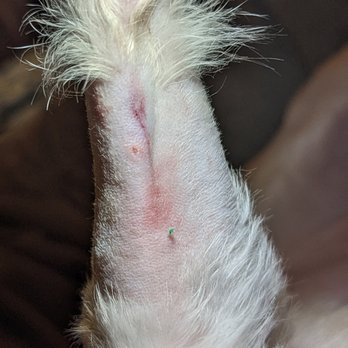 TrueCare for pets - Veterinarians Near Me - Studio City, California TrueCare for pets - Veterinarians Near Me - Studio City, California