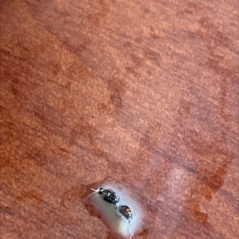 McDonald's - Found a Cockroach in my Iced Coffee - Fast Food Near Me - Indianapolis, Indiana McDonald's - Found a Cockroach in my Iced Coffee - Fast Food Near Me - Indianapolis, Indiana