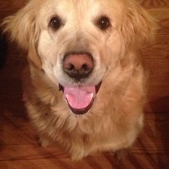 Cassie Cares Pet Sitting - Pet Sitting Near Me Cassie Cares Pet Sitting - Pet Sitting Near Me
