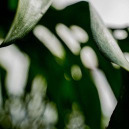 a close up of a plant