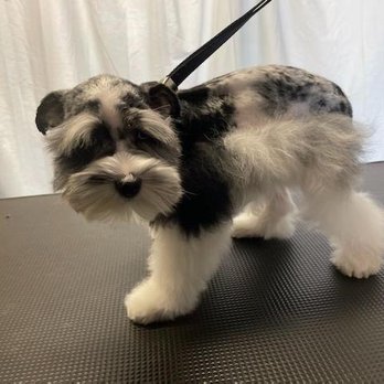 Doggie District - Silverado - Baloo Approved! - Pet Groomers Near Me - Las Vegas, Nevada Doggie District - Silverado - Baloo Approved! - Pet Groomers Near Me - Las Vegas, Nevada