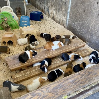 American Made Farm Sanctuary - Petting Zoos Near Me - Petaluma, California