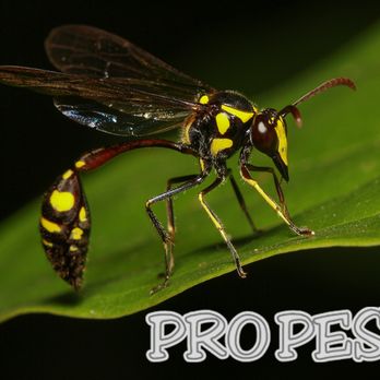 Pro Pest - Pest Control Near Me - Sealy, Texas Pro Pest - Pest Control Near Me - Sealy, Texas