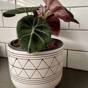 Plantoem - Brought this home! :) - Cafes Near Me - Honolulu, Hawaii