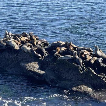 La Jolla Cove - Seals - Parks Near Me - La Jolla, California