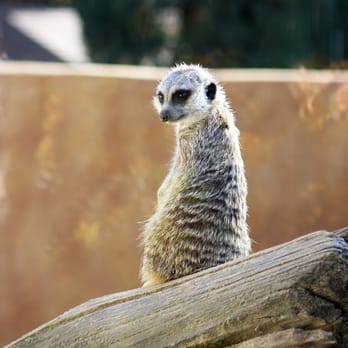 Central Coast Zoo - Meerkat - Zoos Near Me - Atascadero, California