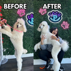 PCoCo Dog Grooming - Standard Poodle Grooming & Haircut | PCoCo Dog Grooming in Coppell, TX