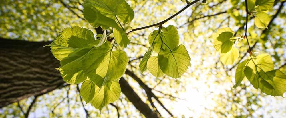 Westwood Landscaping - tree service in Buffalo, NY