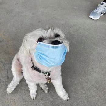 Love On a Leash - Mr Marley x being safe from COVID - Pet Groomers Near Me - Edmond, Oklahoma Love On a Leash - Mr Marley x being safe from COVID - Pet Groomers Near Me - Edmond, Oklahoma