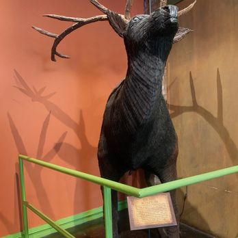 Ripley's Believe It or Not! - This elk is made entirely out of nails! - Museums Near Me - San Antonio, Texas