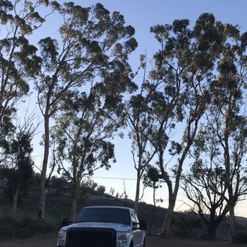 Phil & Sons Tree Service - Eucalyptus trees pruned - Tree Services Near Me - Pasadena, California