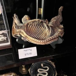 Evens&Oddities - Dry pig specimen sliced down the middle