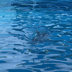 Dolphin Discovery