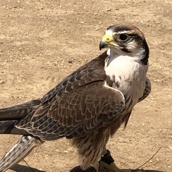 Total Raptor eXperience - Reggie - Specialty Schools Near Me - La Jolla, California