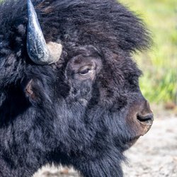 Alaska Wildlife Conservation Center