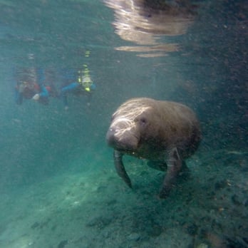 American Pro Diving Center - With a manatee baby - Diving Near Me - Crystal River, Florida American Pro Diving Center - With a manatee baby - Diving Near Me - Crystal River, Florida