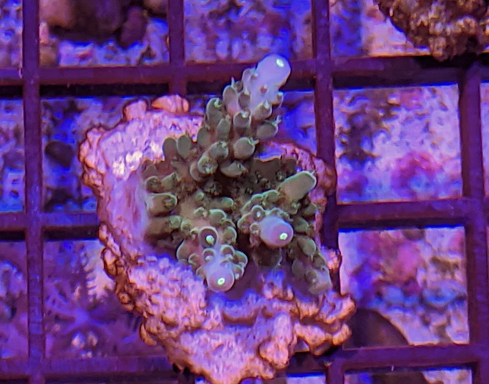 THE REEF FARM Updated April 2024 39 Photos 13629 New Light Rd, Raleigh, North Carolina