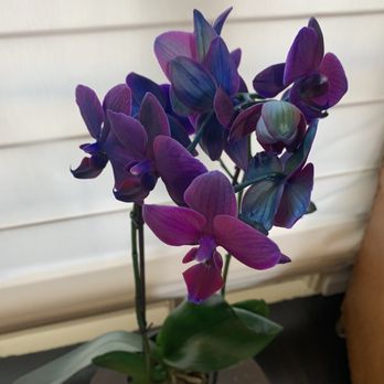 Thomas Blake - Orchid envy - General Dentistry Near Me - Santa Barbara, California