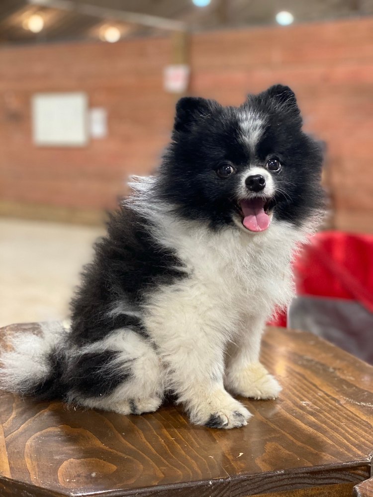 Kriser's Natural Pet Image