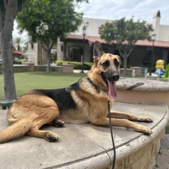 Elevated Canine Academy - Pet Training Near Me Elevated Canine Academy - Pet Training Near Me