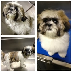 Doggie Central - Use our wash stations to bathe your dog yourself or have our staff do the work! Nail trims & brush-outs are also available.